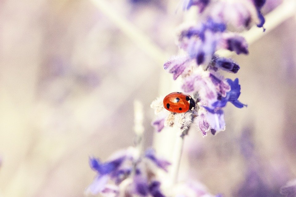 coccinelle & lavandes