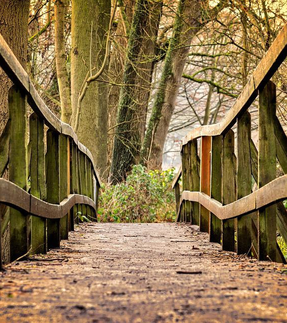 pont en forêt